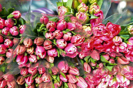Rose tulips flowers for sale.