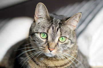 Portrait of a brown female cat staring with bright green eyes