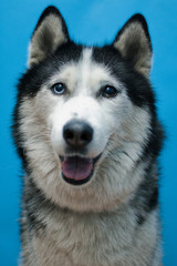 Dog Husky Malamute