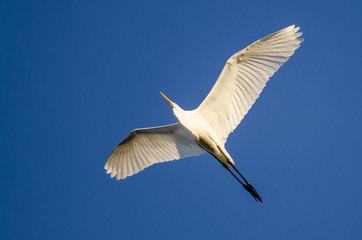Fototapeta premium Great Egret Flying in Blue Sky