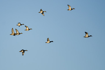 Flock of Ring-Necked Ducks Flying in a Blue Sky
