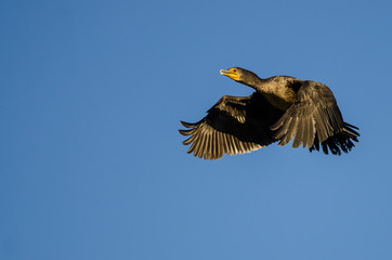 Double-Crested Cormorant Flying in a Blue Sky