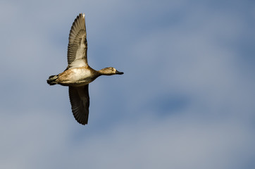 Ring-Necked Duck Flying in a Blue Sky