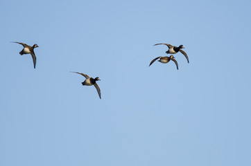 Small Flock of Ring-Necked Ducks Flying in a Blue Sky