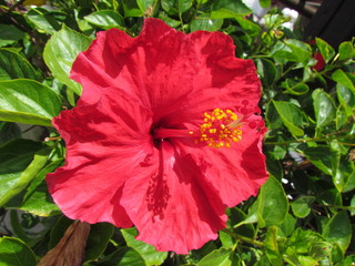 Hibiskus © Konstantin