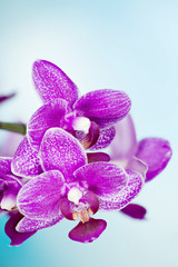 Orchidea, Orchid - Flowers