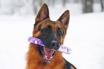 The portrait of a funny German Shepherd dog holding a puller ring toy in winter
