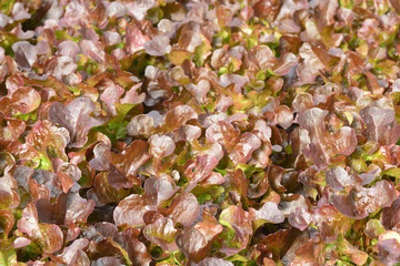 hydroponic plants in vegetable garden farm