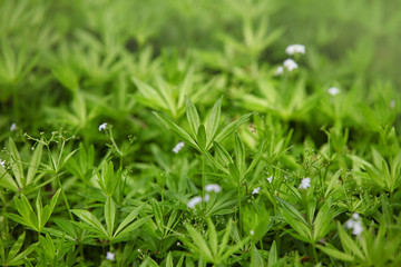 Fototapeta na wymiar Close up shot of green leaf bush