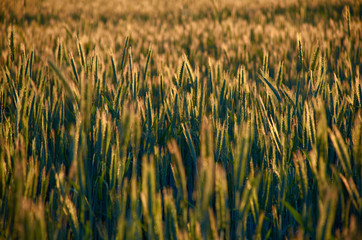 sunny corn field in the evening