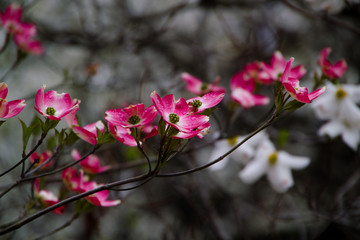 Pink Dogwood blooms