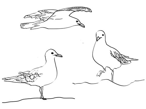 A black and white line sketch of sea gulls – two standing, one flying