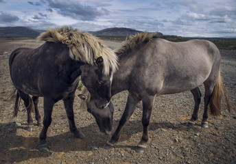 Icelandic Horses