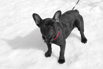 Black dog on the snow