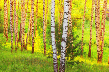 Naklejka premium summer in sunny birch forest