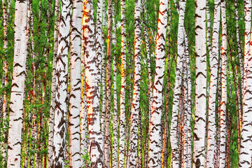 summer in sunny birch forest