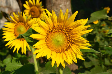 Sunflowers in valley