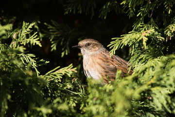 Dunnock, Prunella modularis 