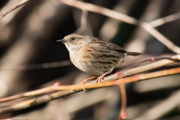 Dunnock, Prunella modularis 