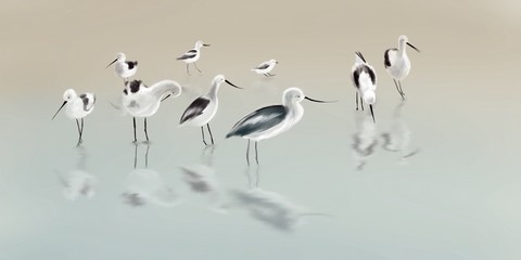 sea birds