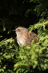 Dunnock, Prunella modularis 