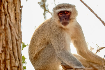 Portrait Green Monkey