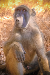 Portrait Baboon