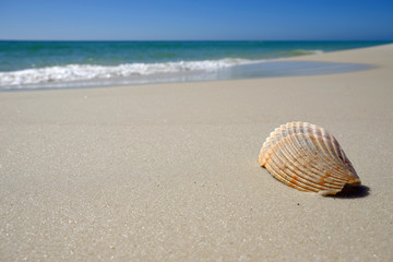 Shell on sandy beach