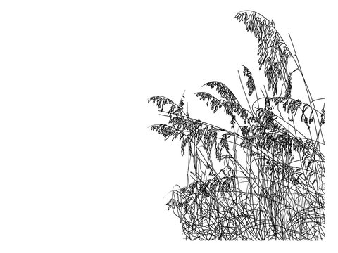  A line drawing of sea oats on the beach