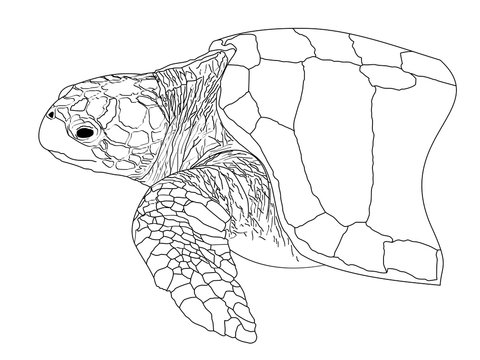  A line drawing of a Loggerhead Sea Turtle 