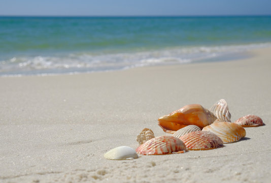 Shells on sandy beah