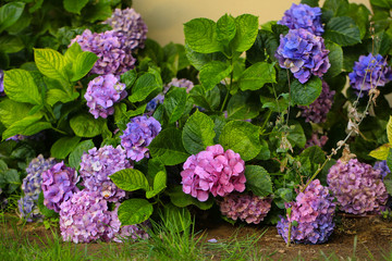 Blue, purple and pink hydrangeas grow in the garden