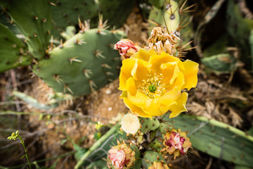 Blooming cactus on a hillside.