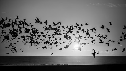 Silhouettes flock of seagulls over the Ocean. Black-and-white photo. © De Visu