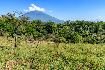 Fototapeta na wymiar Rough grassland with saplings growing & woodland with Agua volcano in background in Escuintla, Guatemala, Central America
