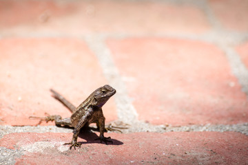Lizard on a red brick sidewalk.