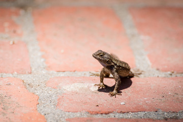 Lizard on a red brick sidewalk.