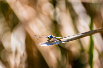 Blue dasher dragonfly on a branch.