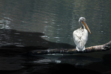 White pelican sitting on tree branch near water
