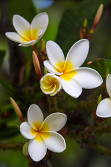 Fototapeta na wymiar Beautiful white flowers of plumeria (frangipani) blooming on the brunch