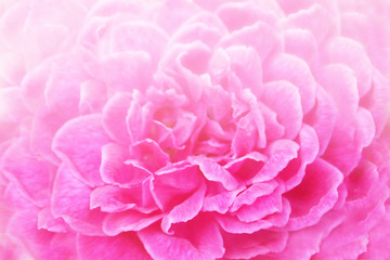 Obraz premium Soft focus of pink rose background