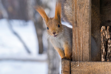 Funny squirrel sitting in a manger © tilpich