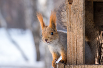 Fototapeta premium Funny squirrel sitting in a manger
