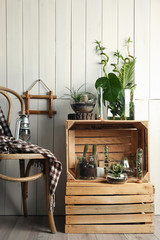 Decorative glass vases with succulent and cactus plants in interior