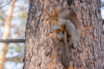 Funny squirrel sitting on the tree