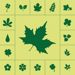 Maple Leaf. Leaves icon set