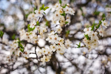 Flowers on the tree. Bright spring background.