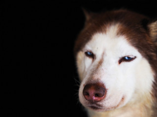 Portrait of redhead husky with blue eyes on a black background, dog suspects condemns look. Husky staring attentively to you, squints