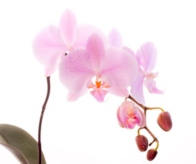 Fototapeta na wymiar Phalaenopsis orchid on white
