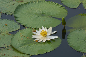 Beautiful white Tropical water lily  or lotus flower in pond